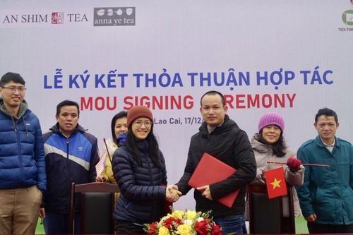 Cơ hội cho trà Shan tuyết của Việt Nam xuất khẩu vào thị trường Mỹ và Latvia