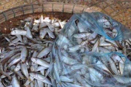 Loại cá xưa bị chê, chỉ cho lợn ăn, nay làm thành món đặc sản nổi tiếng một vùng