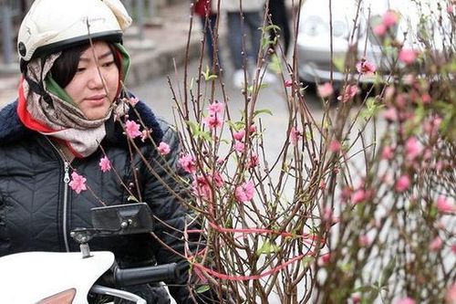 Người dân mua cành đào chơi Tết Dương lịch