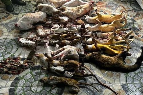 Quảng Nam: Phát hiện 2 địa điểm tàng trữ động vật hoang dã trái phép