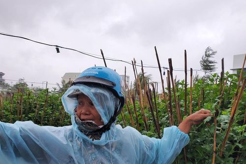 Nông dân vật vã cứu vườn hoa cúc tết