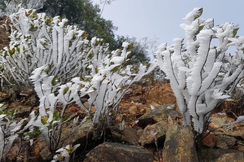 Vùng núi Nghệ An xuất hiện băng giá