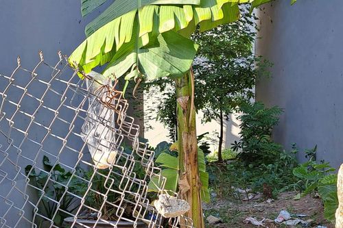 Dọn cỏ khu đất bỏ hoang, chủ nhà tá hỏa phát hiện thi thể người đàn ông