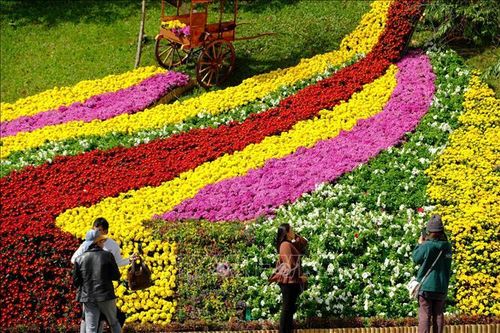 Nghìn hoa khoe sắc trước thềm khai mạc Festival hoa Đà Lạt lần thứ IX