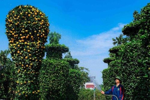 Độc đáo quýt khổng lồ hình cúp vàng World Cup chào Tết Quý Mão