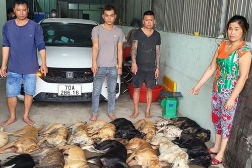 Phát hiện 1,4 tấn thịt chó thu mua từ các đối tượng trộm cắp