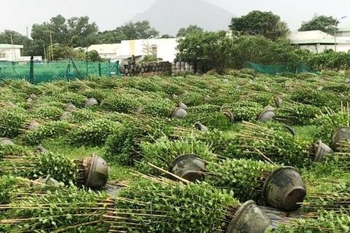 Gió giật xô đổ hàng ngàn chậu hoa trồng bán dịp Tết của người dân Tuy Hòa