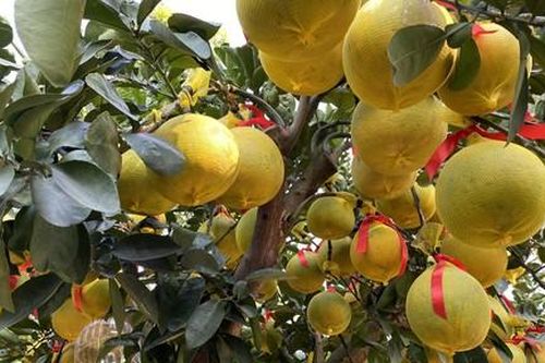 Bưởi Diễn trĩu quả vàng rực, vượt nghìn cây số vào TPHCM 'đón Tết sớm'