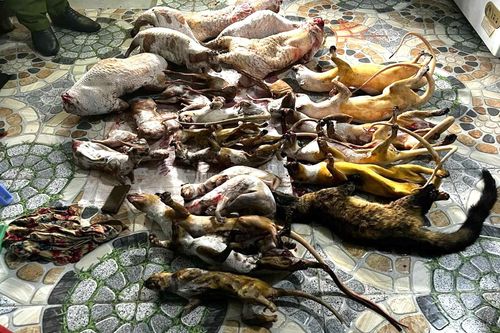 Phát hiện 2 cơ sở tàng trữ động vật hoang dã để cung cấp cho nhà hàng, quán nhậu