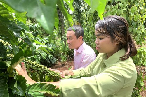 Hiệu quả từ các đề án, chương trình trong vùng đồng bào dân tộc thiểu số