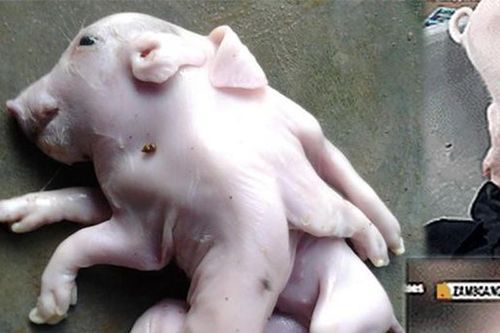 Kỳ lạ heo con 8 chân