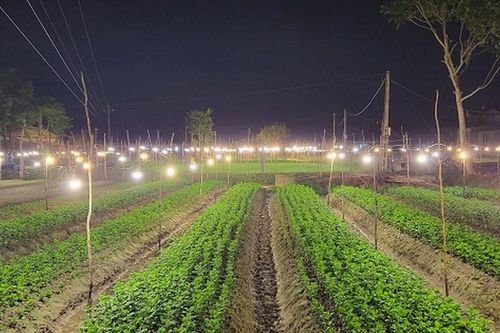 Nông dân Quảng Bình chong đèn thâu đêm 'nuôi' hoa Tết