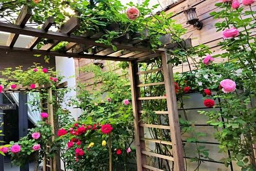 9X trồng vườn hoa hồng rực rỡ tặng vợ, làm nơi gắn kết gia đình