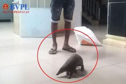 Mang tê tê đi tiêu thụ bắt gặp Công an bỏ chạy nhưng không thoát