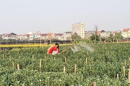Làng hoa Tây Tựu tất bật chuẩn bị vụ hoa Tết