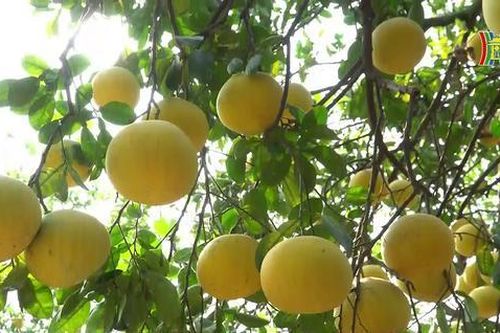 Vùng bưởi Diễn tất bật vào vụ Tết
