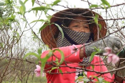 Người dân thủ phủ đào phai mất ăn mất ngủ vì hoa đào nở 'trước thời hạn'