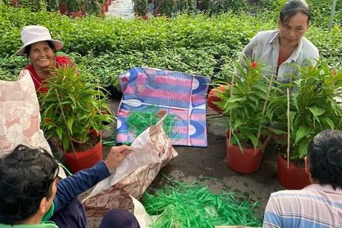 Nông dân Bến Tre tất bật vào vụ hoa kiểng tết Quý Mão 2023
