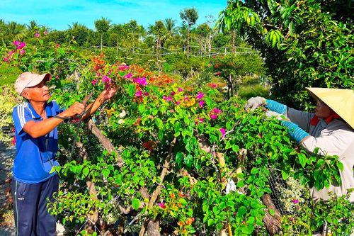 Xứ hoa, cây kiểng Bến Tre tất bật chuẩn bị đón Tết