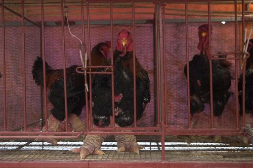 Chi cả trăm triệu săn lùng loại gà nằm lò sưởi