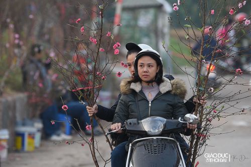 Đào Nhật Tân nở sớm, giá cao vẫn đắt hàng