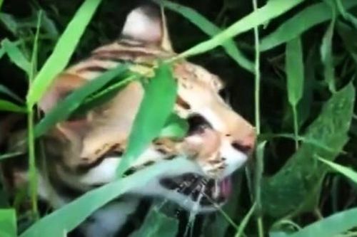 Tàng trữ mua bán thú quý hiếm, bị phạt gần 1,2 tỷ đồng