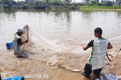 Phú Bình: Sản lượng thủy sản đạt 4.300 tấn