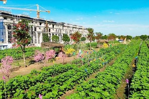 Chờ đón Vườn hoa Hướng Dương đậm chất Nam Bộ tại Van Phuc City