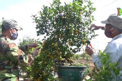 Làng quất Tứ Liên vào vụ Tết