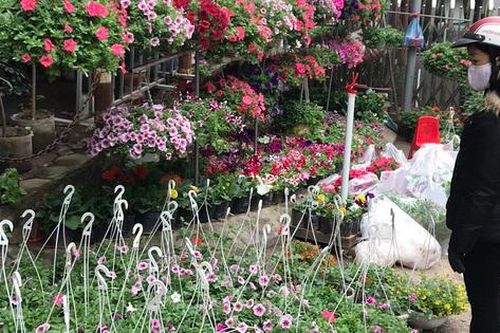 Hà Nội: Lạc bước trên phố cây cảnh Hoàng Hoa Thám mùa cận Tết