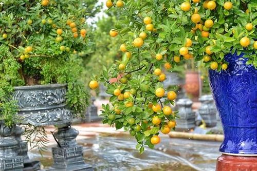Hà Nội: Làng quất Tứ Liên tất bật chuẩn bị cho Tết Nguyên đán Quý Mão 2023