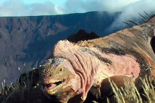 Ecuador: Phát hiện đàn con mới nở của kỳ nhông hồng cực quý hiếm
