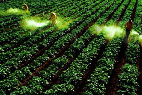 Phân lân Văn Điển: Nâng chất cho nông sản Việt
