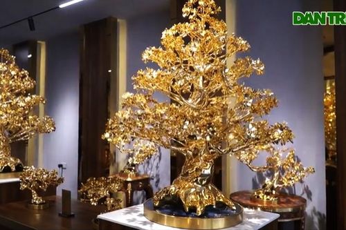 TPHCM Ngắm cây mai mạ vàng lớn nhất Việt Nam