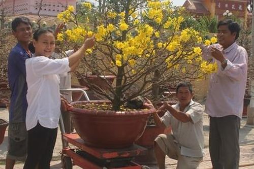 Làng mai ở TPHCM tất bật vào mùa Tết