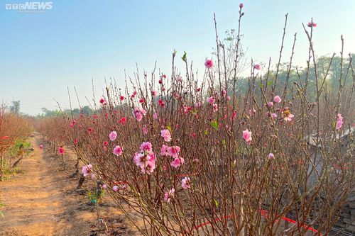 Đào Nhật Tân sớm nở rộ, nông dân thấp thỏm ngóng Tết