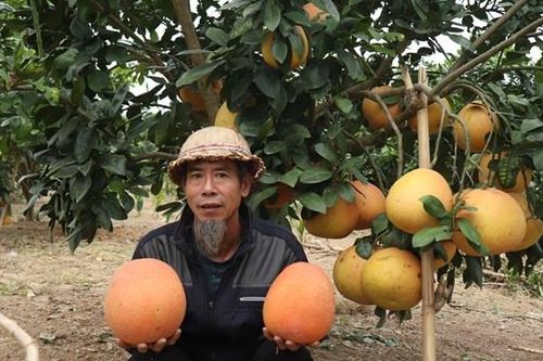 Bưởi tiến vua đắt khách dịp cận Tết, thương lái muốn mua phải 'xếp hàng'