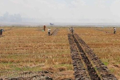 Điều kiện chuyển mục đích sử dụng đất lúa