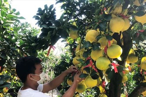 Cây trái 'độc lạ' đổ bộ TPHCM