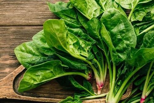 Hàng trăm người ÚC bị ngộ độc do ăn rau chân vịt
