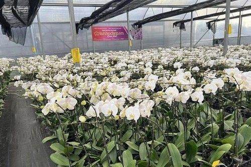 Thị trường hoa lan hồ điệp Tết 2023 các thương lái tấp nập đặt hàng tại các nhà vườn Đà Lạt