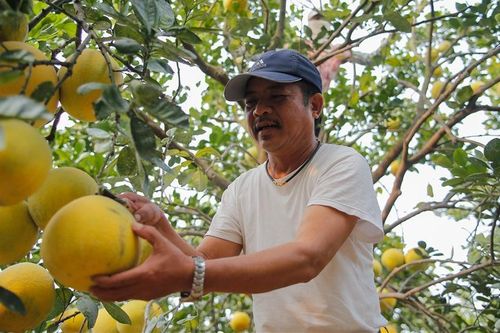 Bưởi Diễn, cam sành Tiền Giang, măng Cao Bằng, miến Điện Biên, thịt trâu gác bếp 'lên' GrabMart