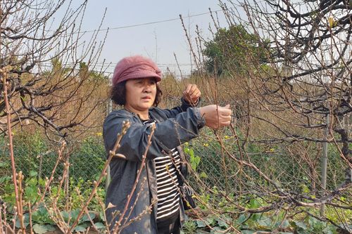Hà Nội: Tất bật tại vườn đào Nhật Tân