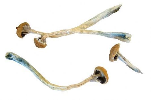 Nấm ma thuật giúp điều trị bệnh trầm cảm