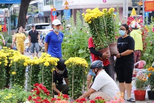Vạch mặt những chiêu lừa bán cây cảnh giả dịp sát Tết
