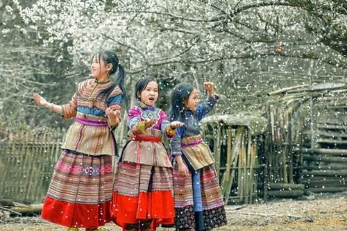 Ngắm hoa mận Tả Van bung nở trắng trời qua ống kính của nhiếp ảnh