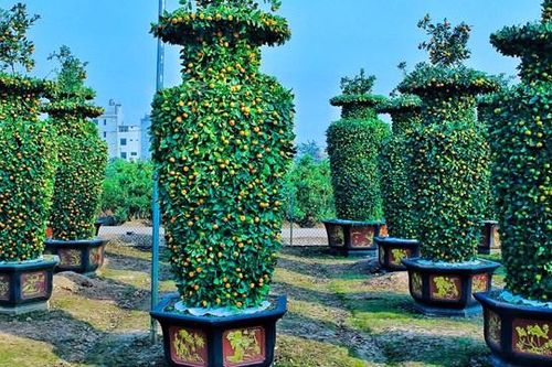 Hưng Yên: Vườn quất tạo dáng lộc bình khổng lồ độc đáo
