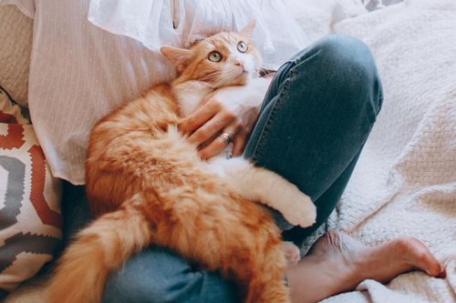 Khi thú cưng mang theo niềm vui và cả vi khuẩn lên giường của bạn