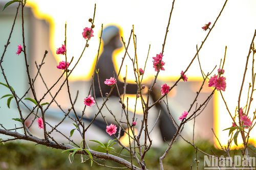 Đào Nhật Tân nở sớm phục vụ Tết Dương lịch