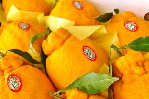 Táo ngôi sao lạ mắt, quýt 300.000 đồng/quả dịp Tết